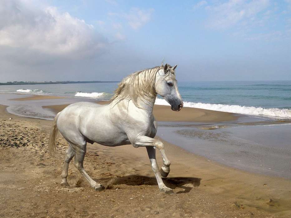 Animaux,Chevaux,Plage