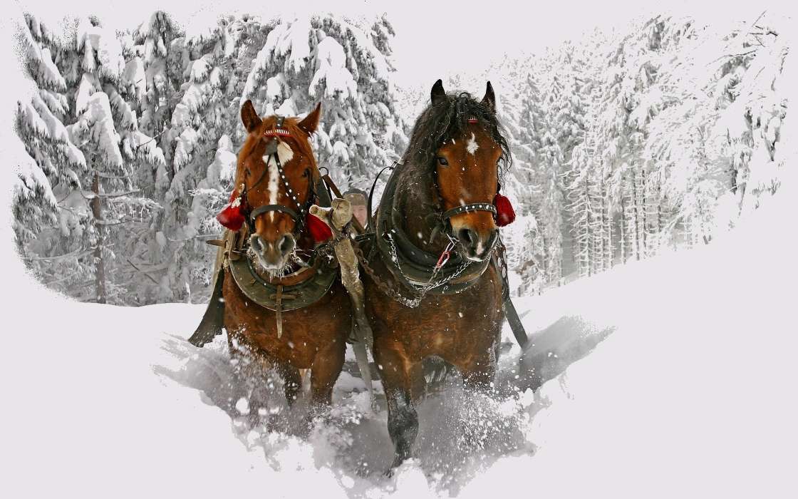 Neige,Animaux,Hiver,Chevaux