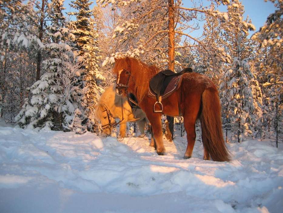 Chevaux,Neige,Animaux,Hiver