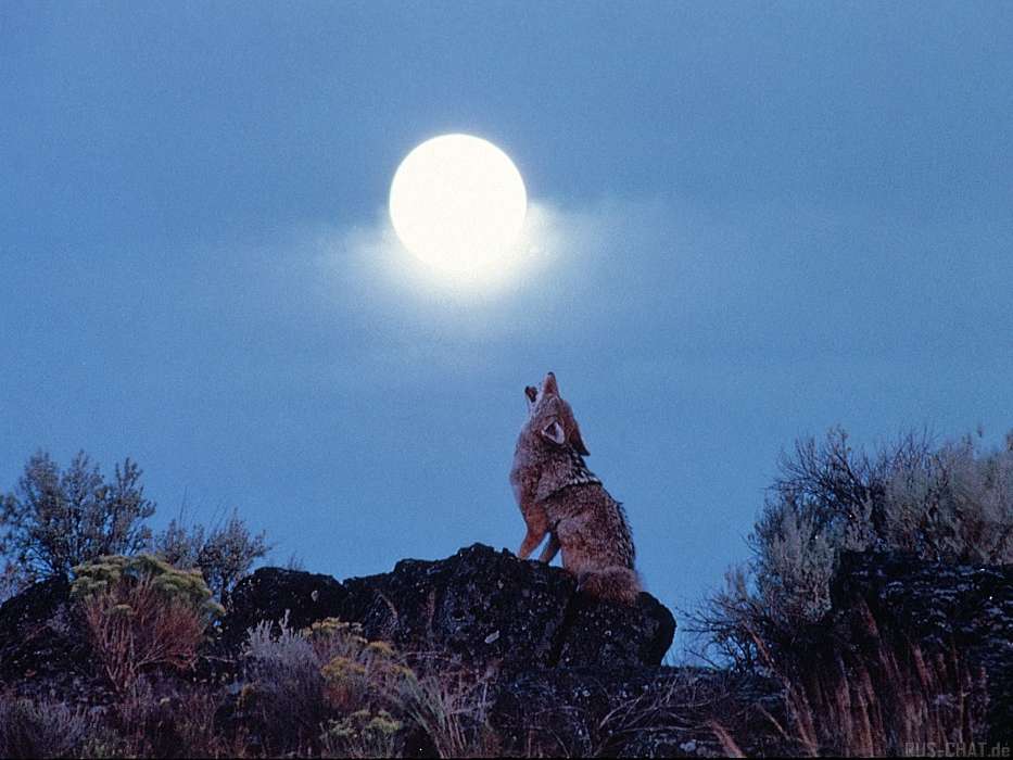 Animaux,Loups,Lune