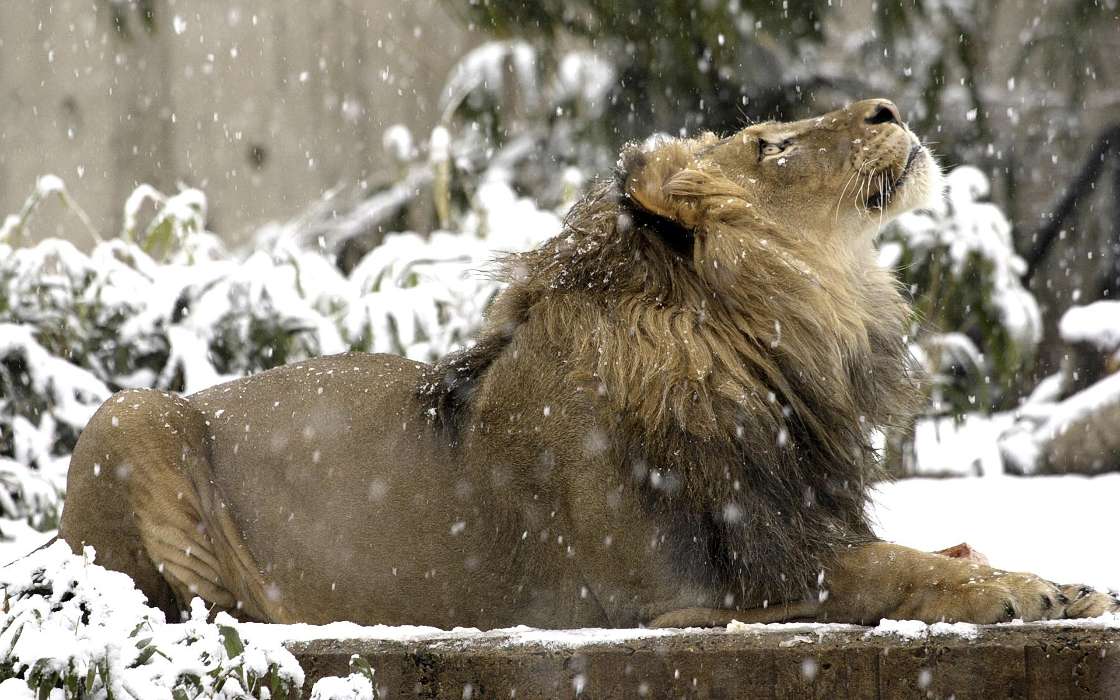Animaux,Lions