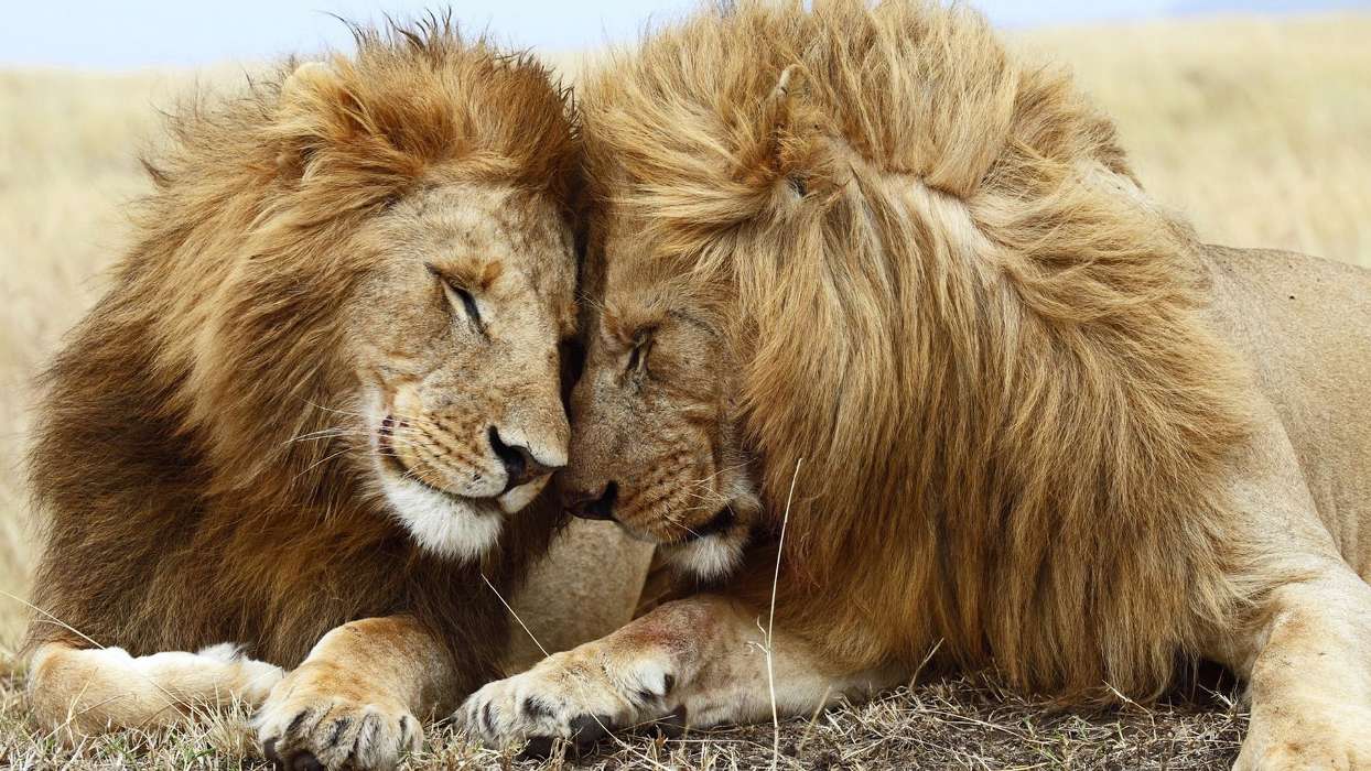 Lions,Animaux