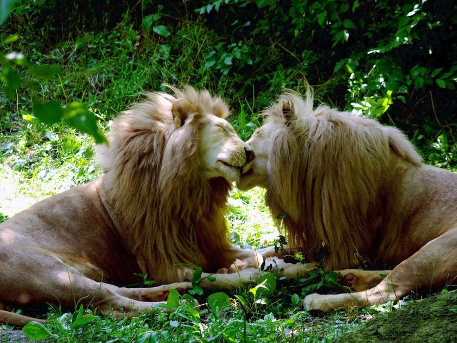 Lions,Animaux