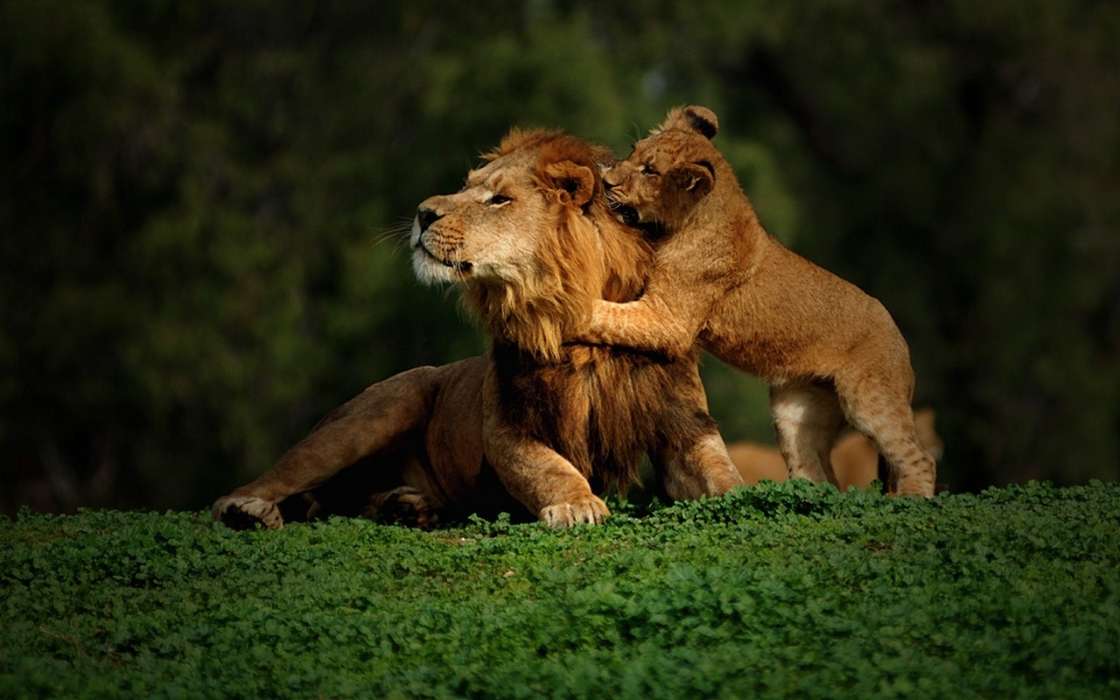 Animaux,Lions