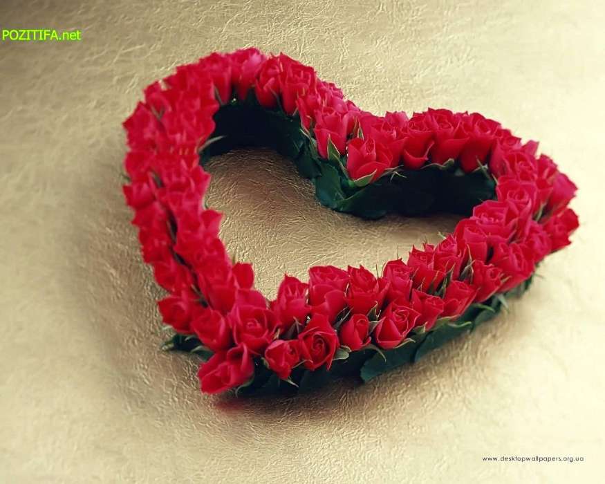 Plantes,Roses,Cœurs,Amour,Saint Valentin,Cartes postales