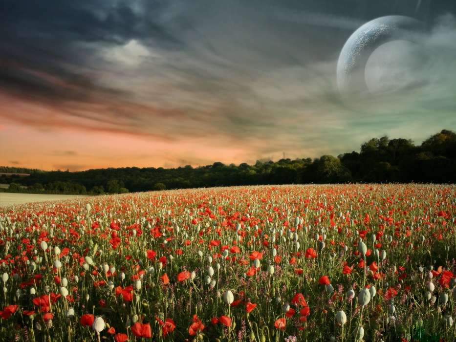 Paysage,Sky,Coquelicots