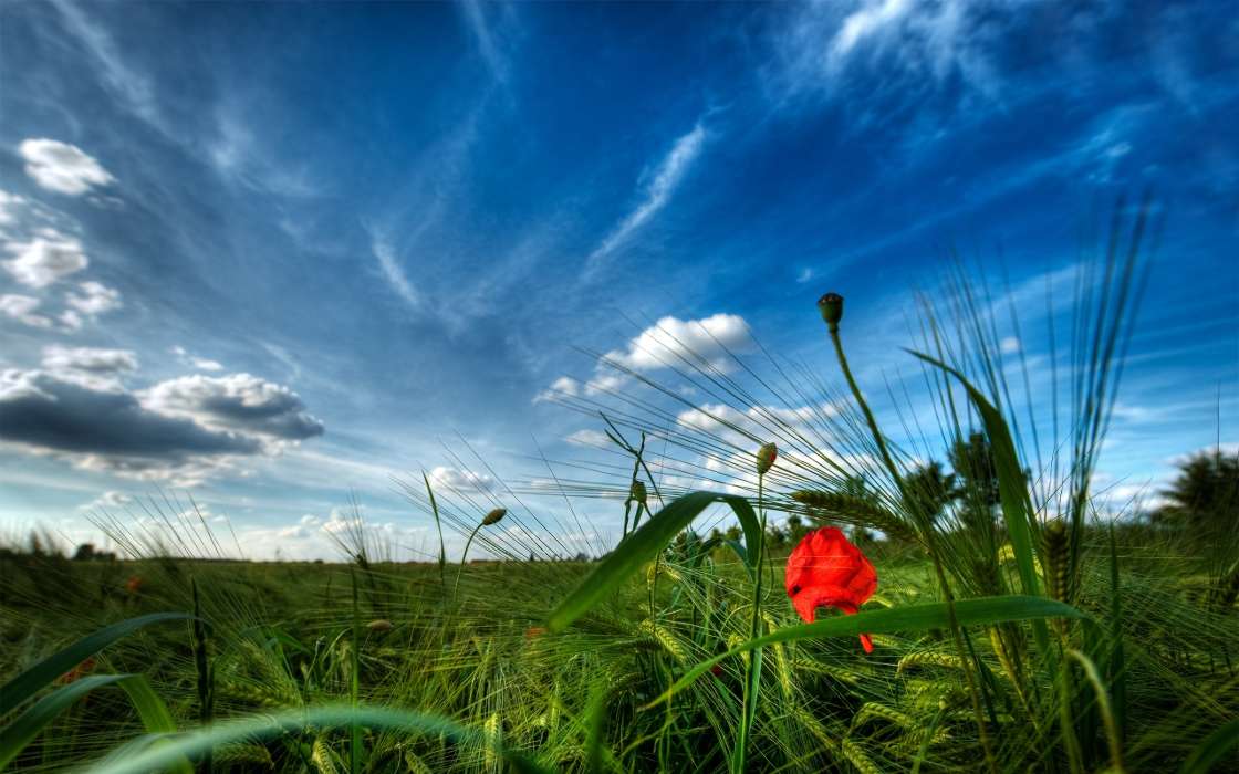 Plantes,Paysage,Herbe,Sky,Coquelicots