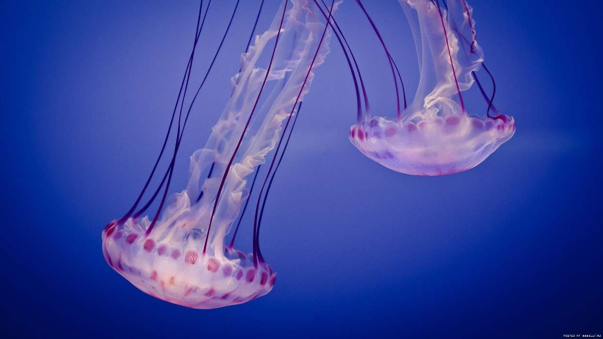 Animaux,Mer,Jellyfish