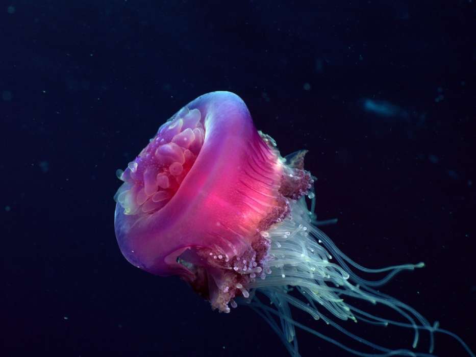 Animaux,Mer,Jellyfish