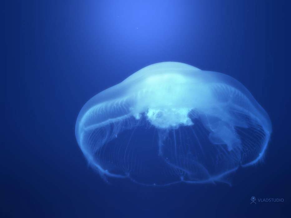 Animaux,Eau,Jellyfish