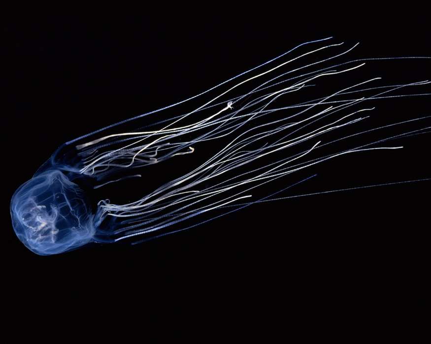 Animaux,Jellyfish