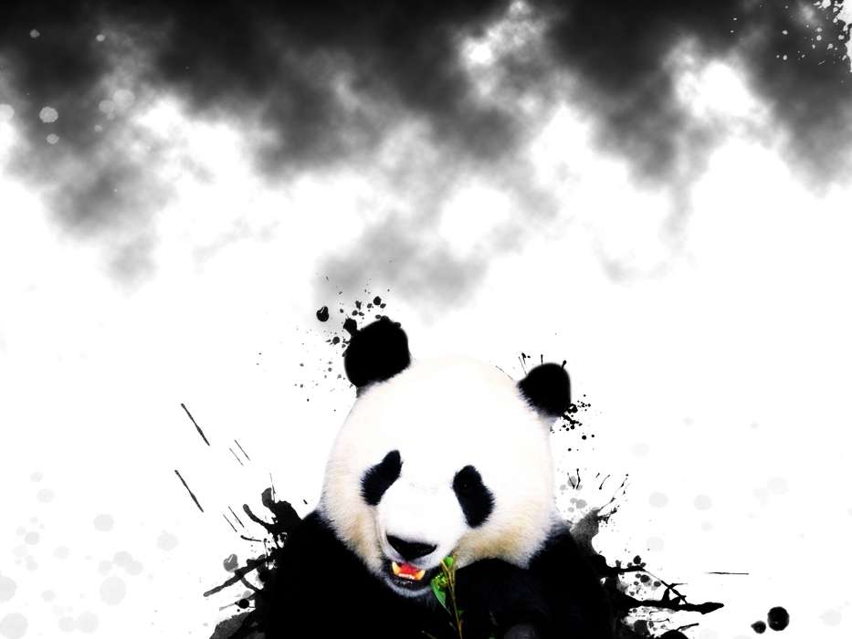 Animaux,Bears,Pandas