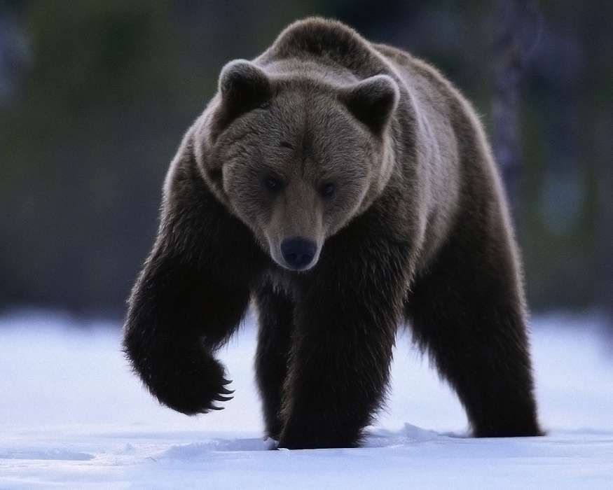 Animaux,Bears
