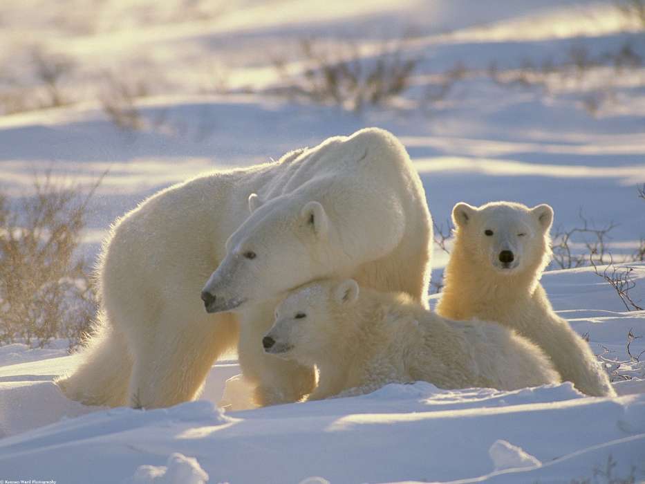 Animaux,Hiver,Bears