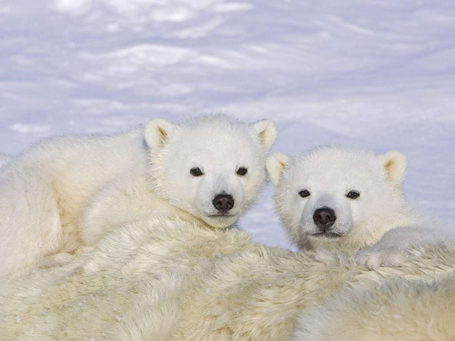 Animaux,Hiver,Bears