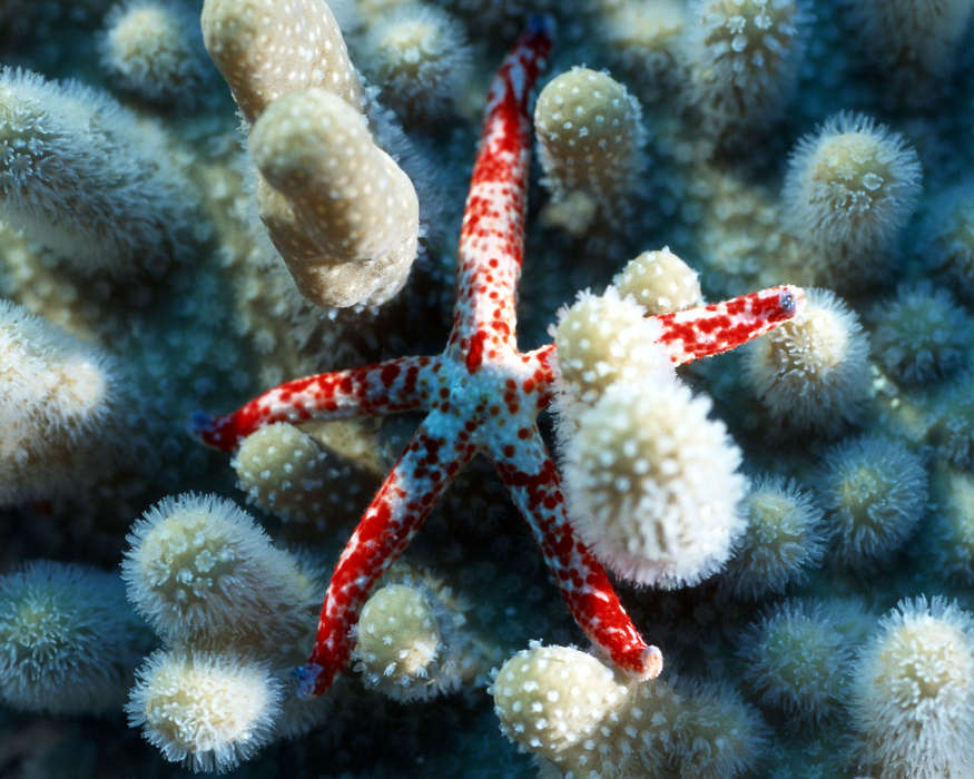 Animaux,Mer,Starfish