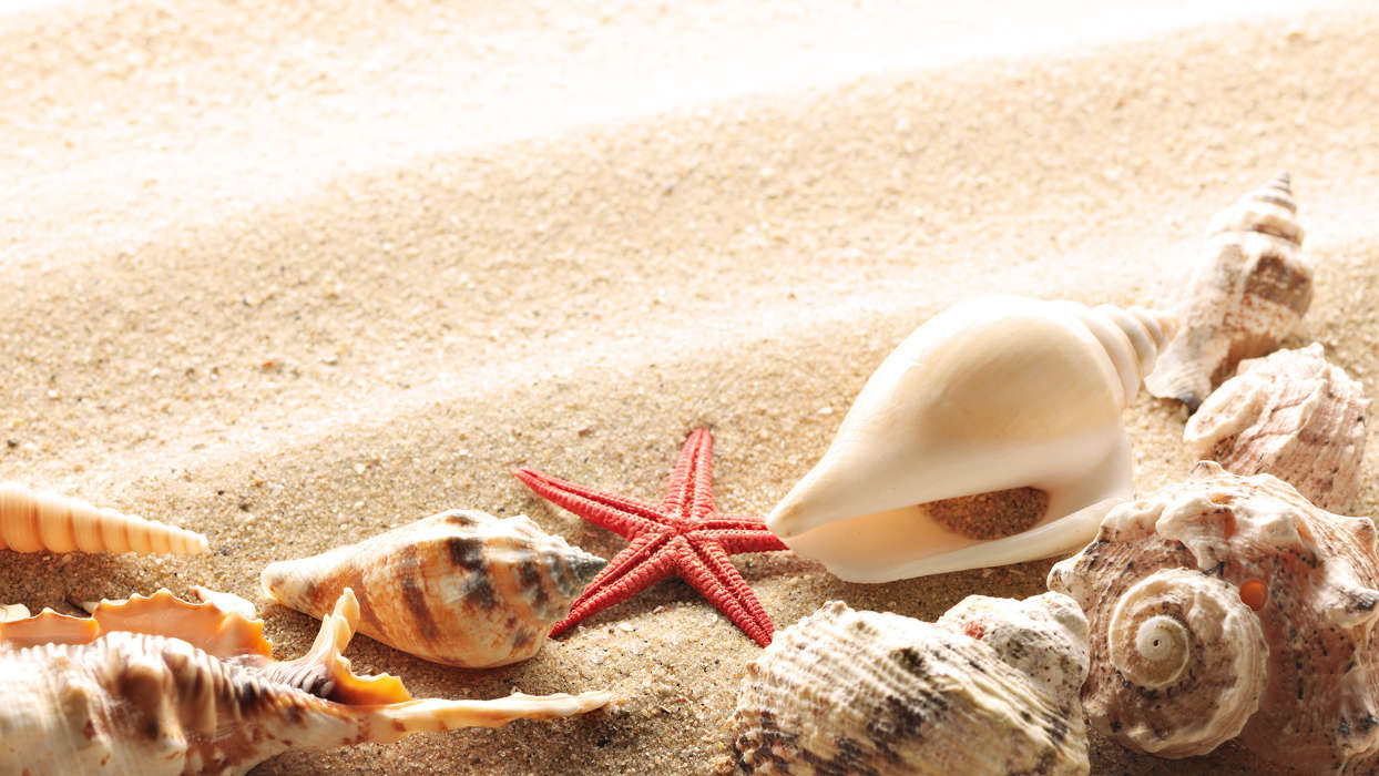 Contexte,Objets,Sable,Coquilles,Starfish