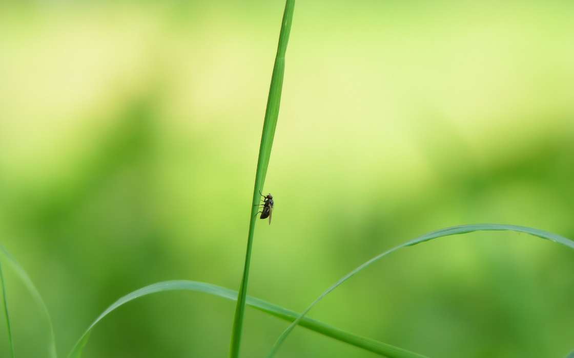 Herbe,Insectes,Mouches
