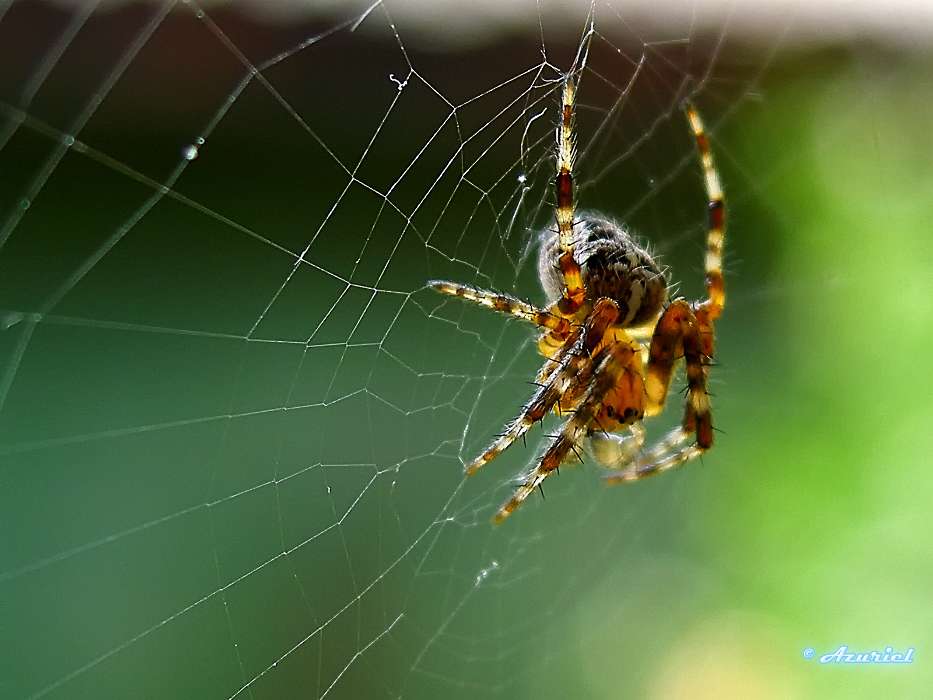 Insectes,Web,Araignées