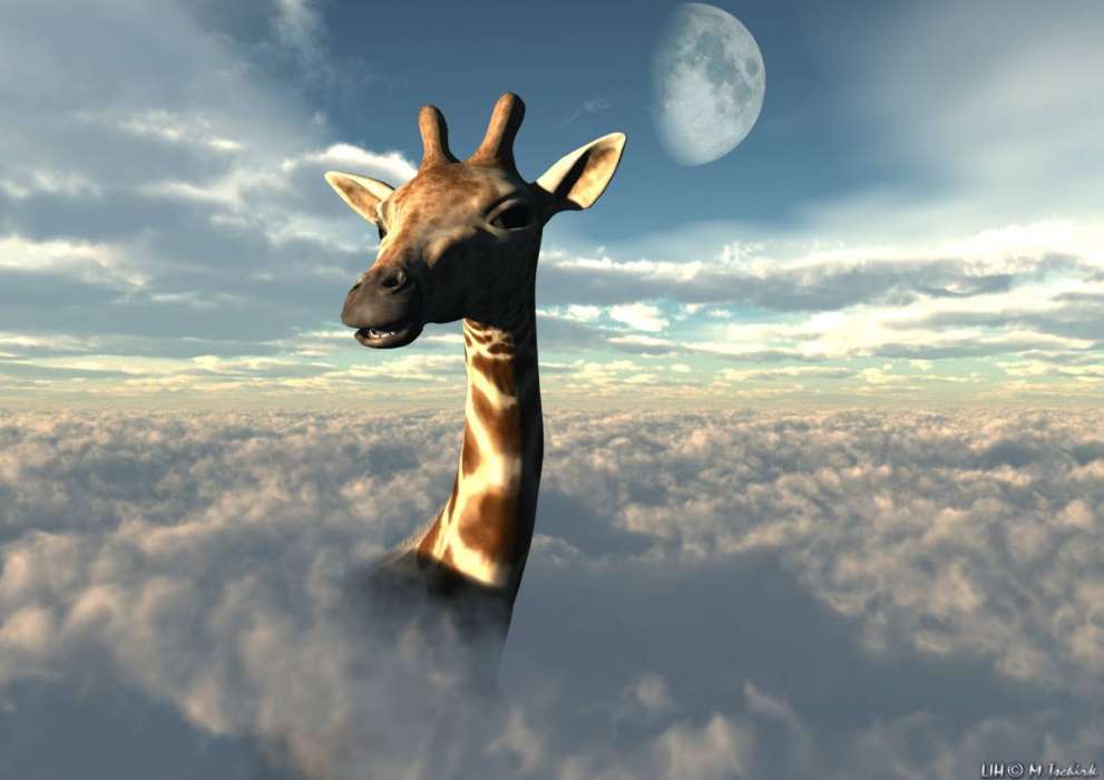 Animaux,Sky,Nuages,Girafes
