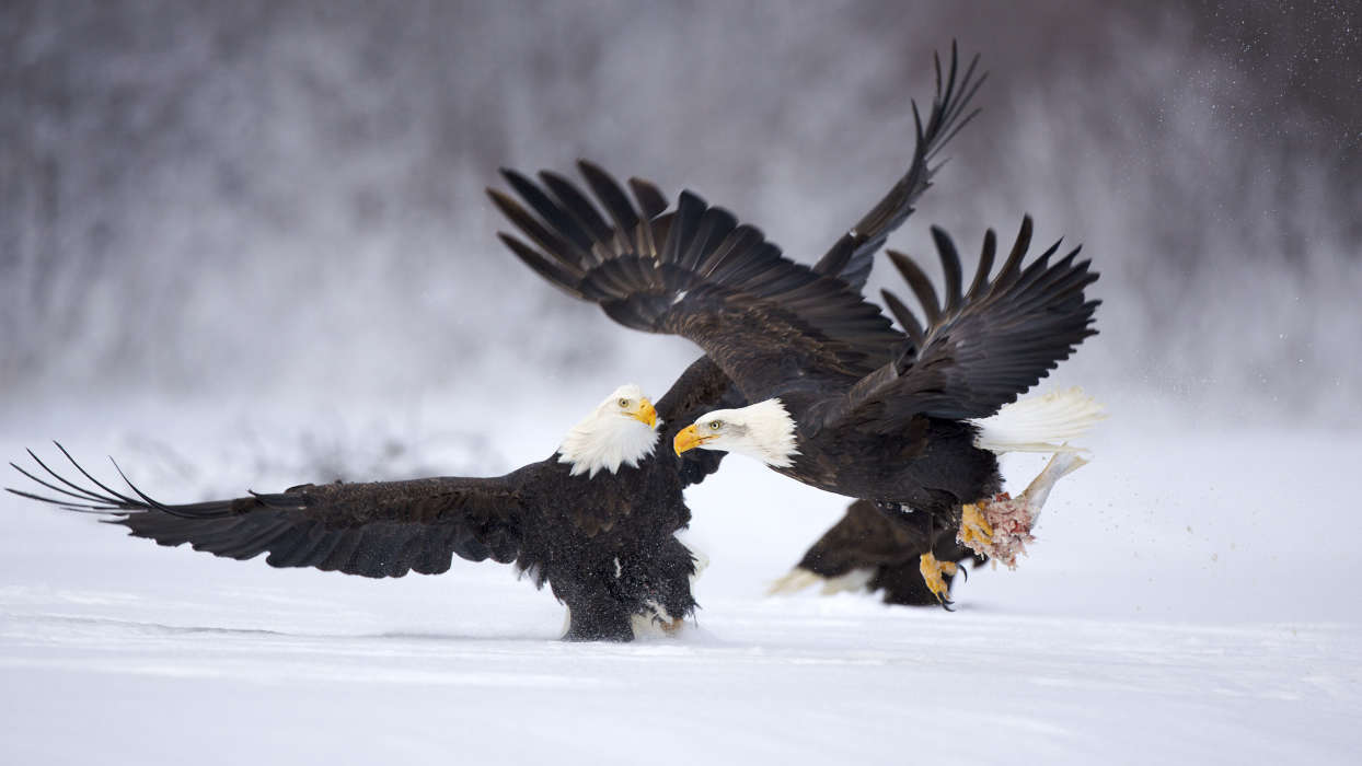 Eagles,Oiseaux,Animaux