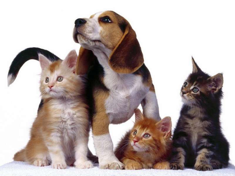 Chats,Chiens,Animaux