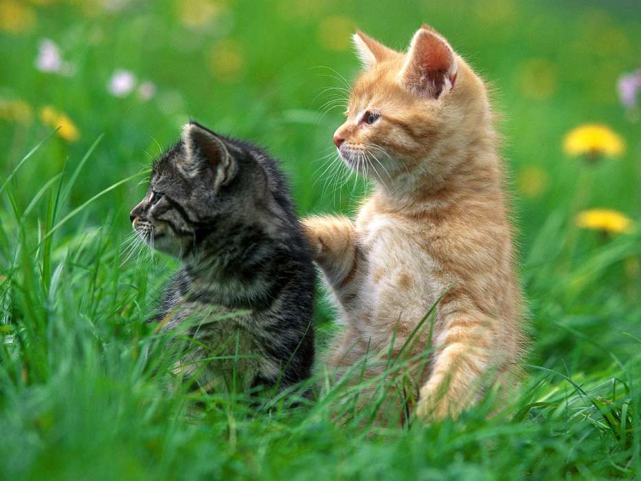 Chats,Animaux
