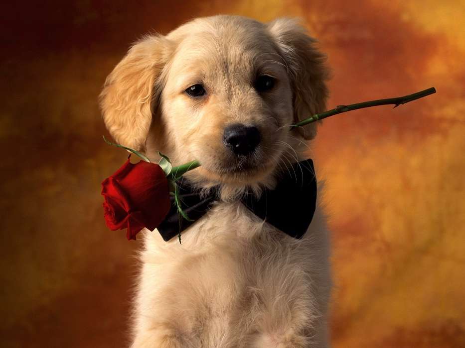 Animaux,Chiens,Roses,Cartes postales