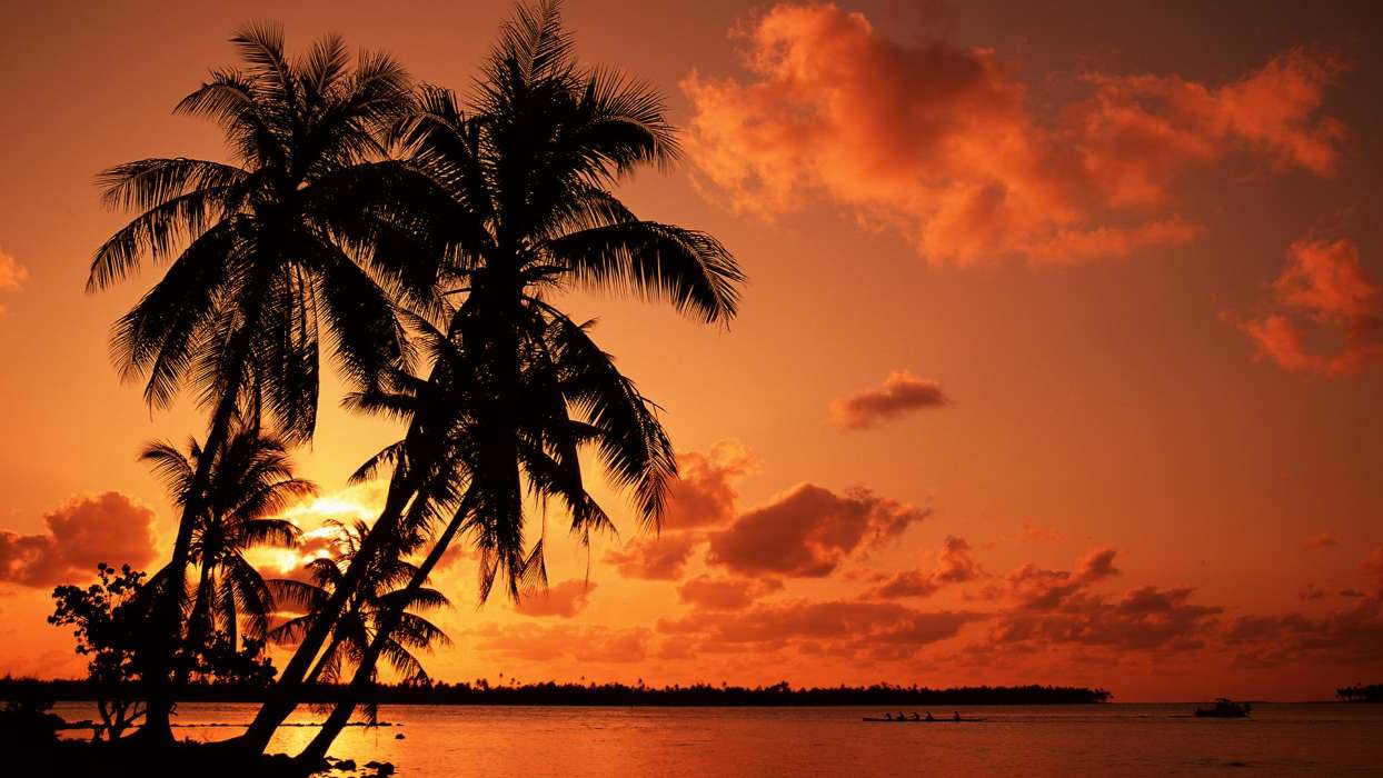 Palms,Paysage,Nature,Coucher de soleil