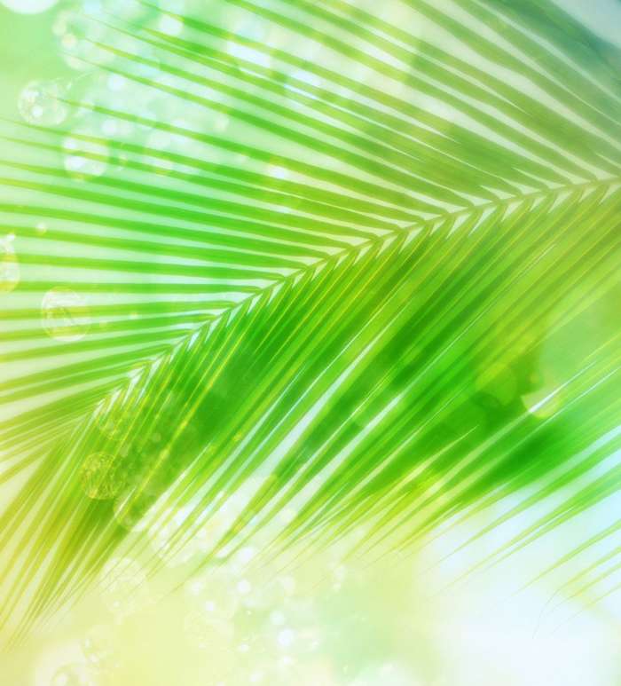 Plantes,Palms