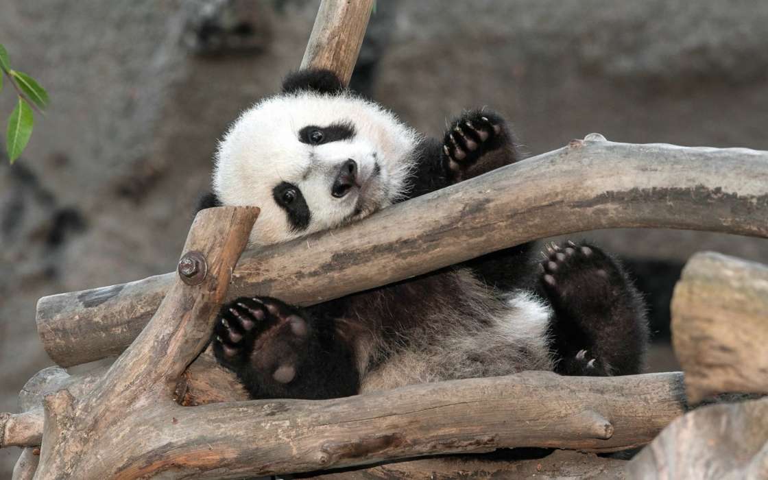 Animaux,Pandas