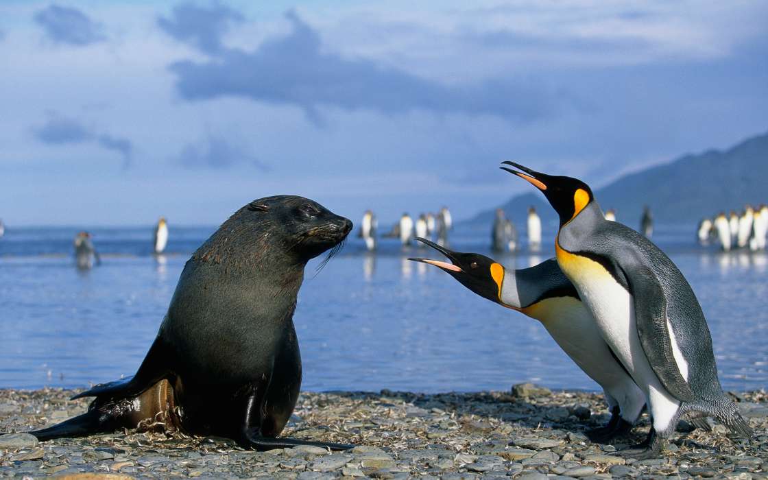 Pinguouins,Oiseaux,Joints,Animaux
