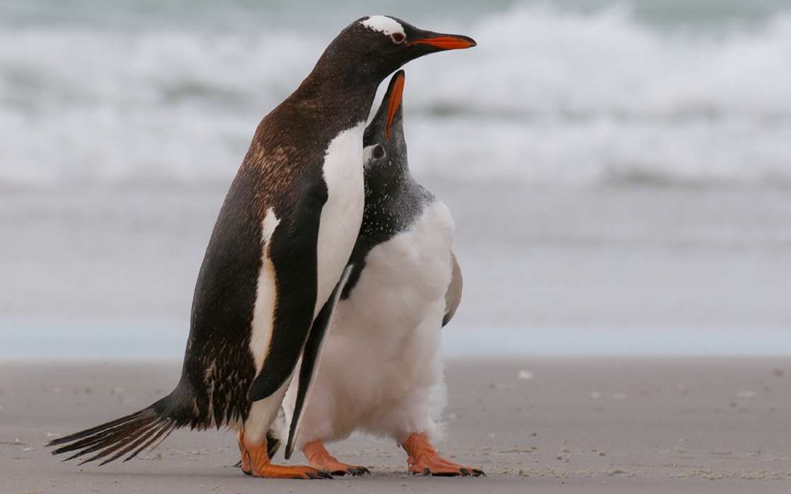 Pinguouins,Oiseaux,Animaux