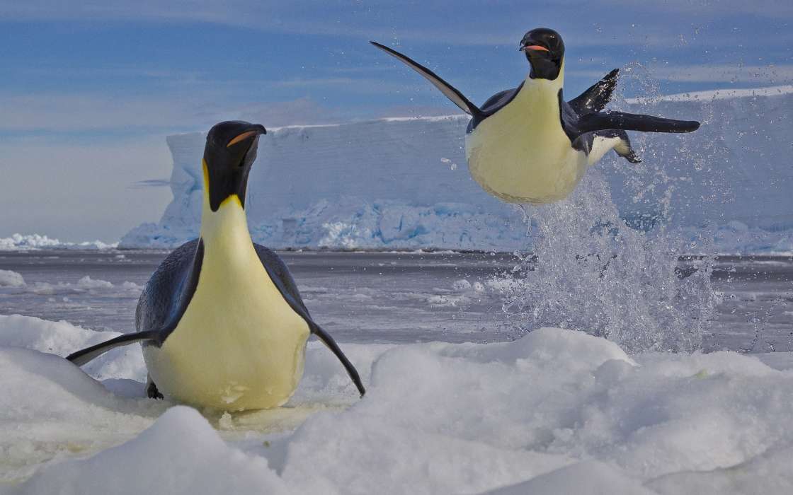 Pinguouins,Oiseaux,Animaux