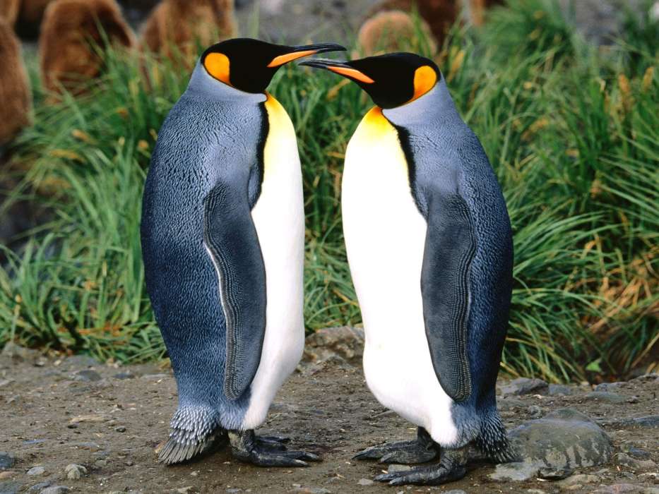Animaux,Pinguouins