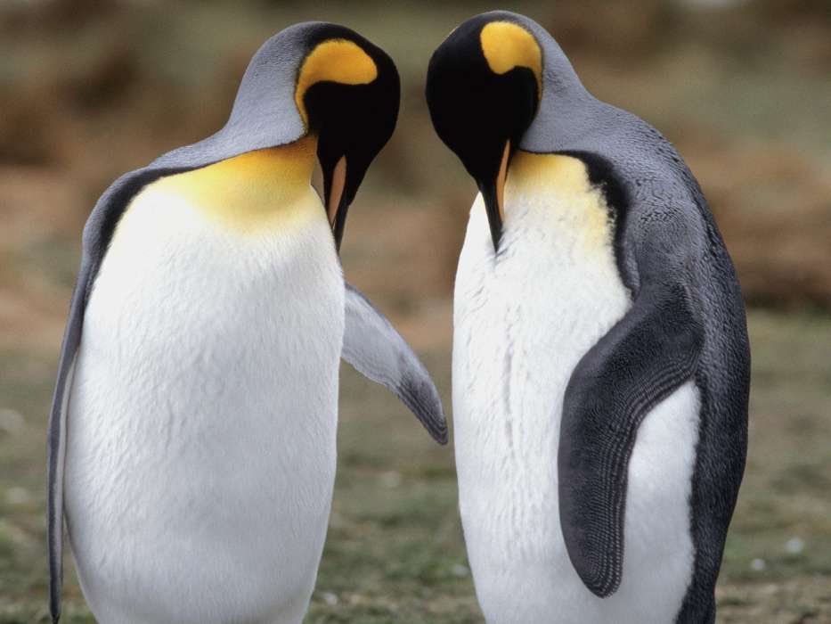 Animaux,Pinguouins