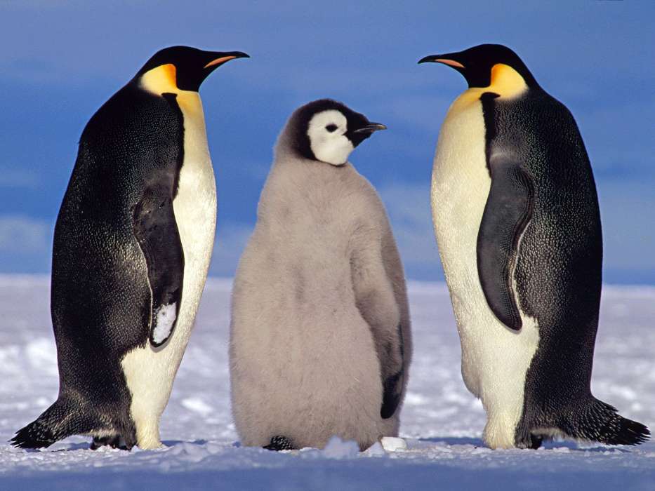 Animaux,Hiver,Pinguouins