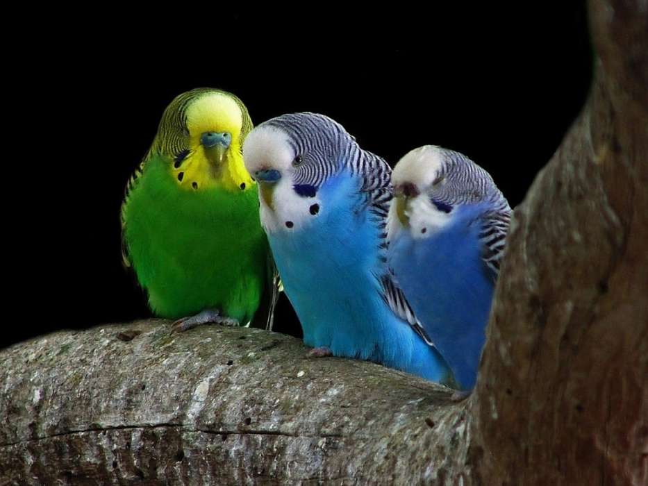 Animaux,Oiseaux,Perroquets
