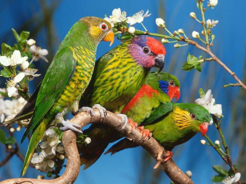 Perroquets,Oiseaux,Animaux