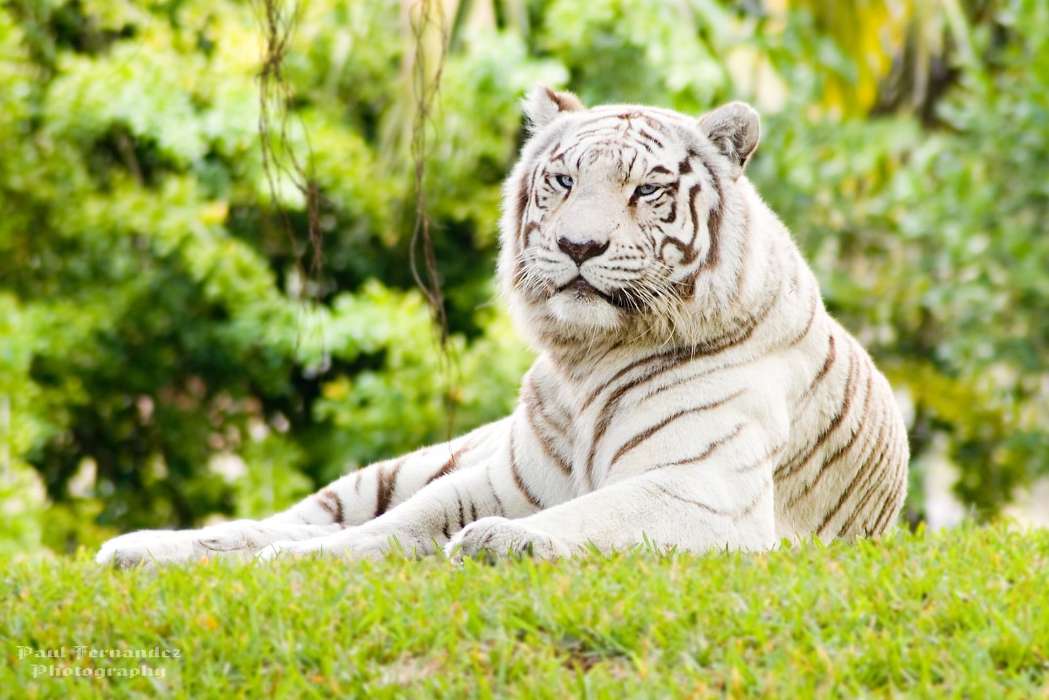 Animaux,Nature,Tigres