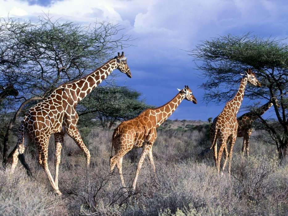 Nature,Girafes,Animaux