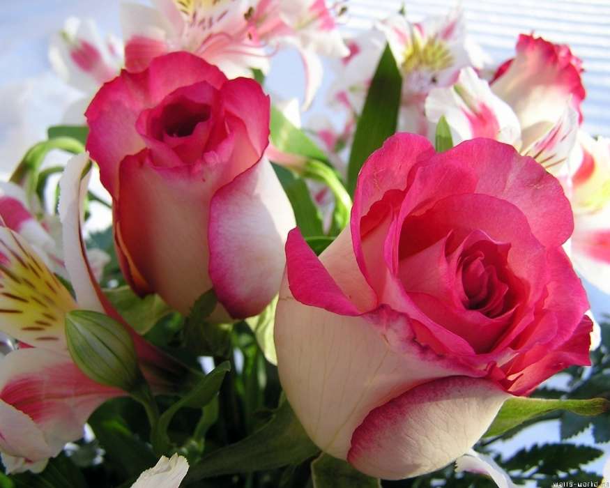 Plantes,Fleurs,Roses,Cartes postales,8 mars, journée internationale de la femme