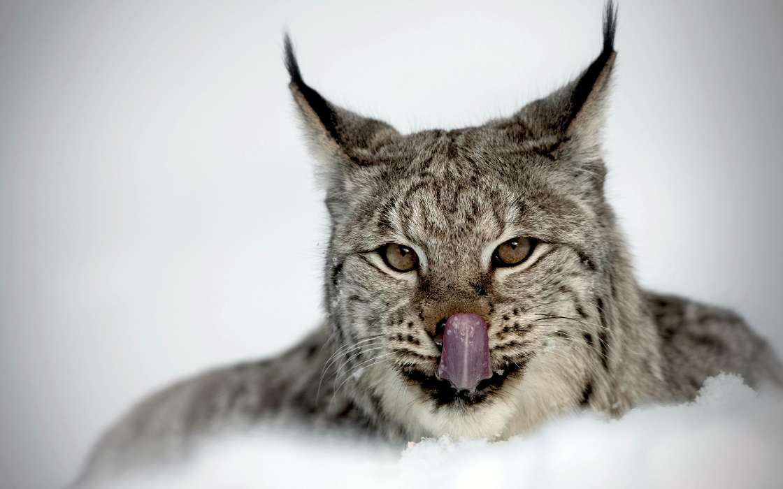 Animaux,Lynx
