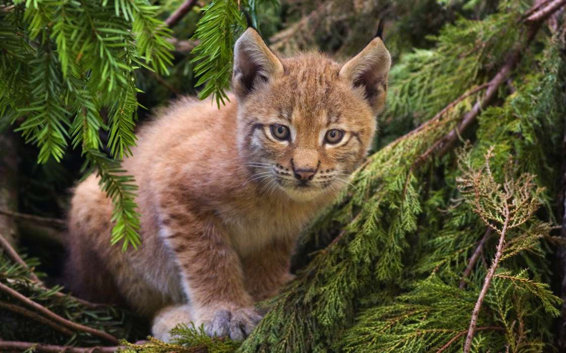 Lynx,Animaux