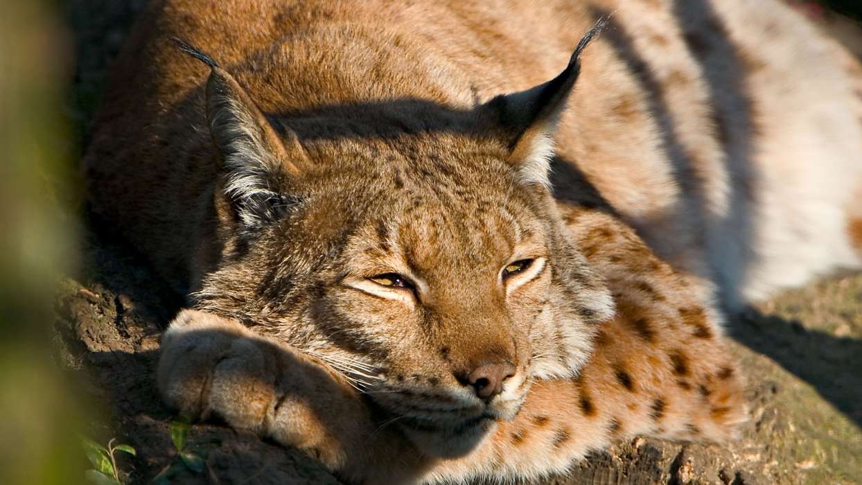 Animaux,Lynx