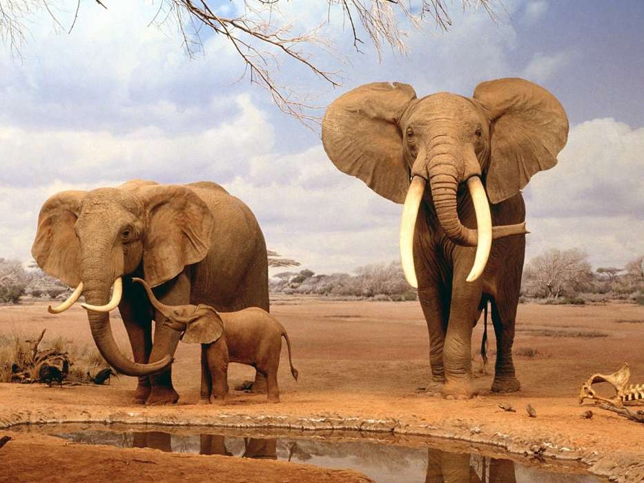 Elephants,Animaux