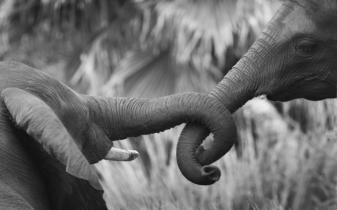 Elephants,Animaux