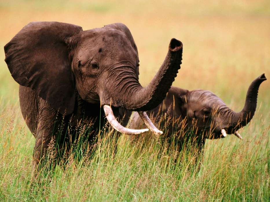 Animaux,Elephants