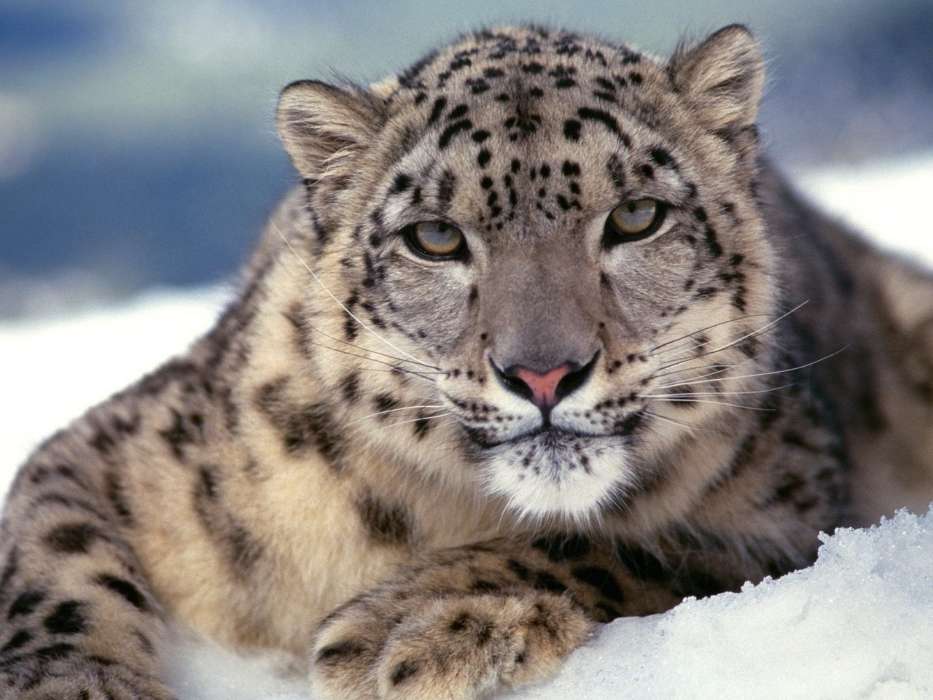 Animaux,Snow leopard,Neige