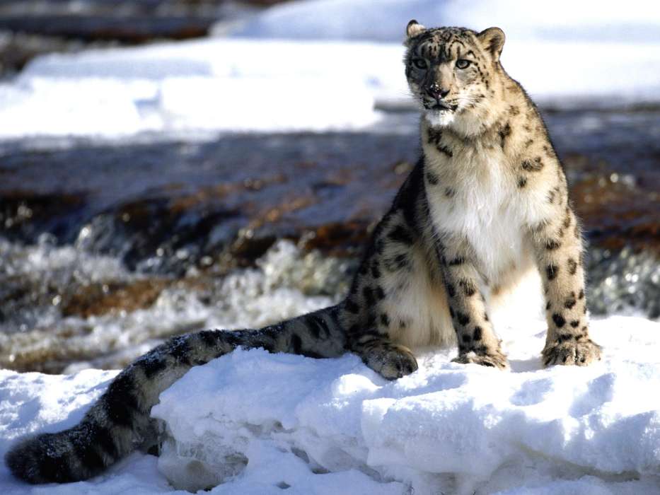 Animaux,Hiver,Snow leopard,Neige
